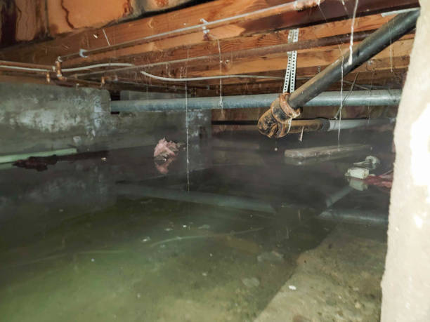 Best Mold removal after water damage  in Port Ludlow, WA